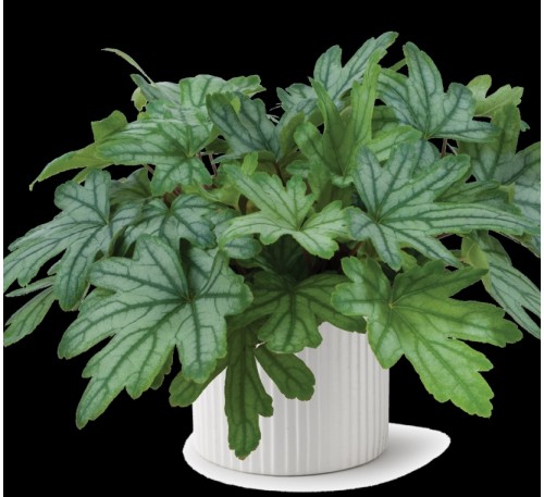 Гейхерелла Кирелла Фреш Грин (KIRELLA™ Fresh Green) C1